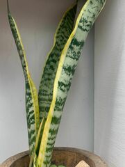 Sansevieria