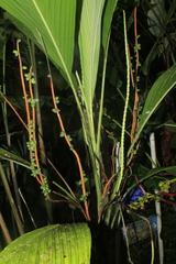 Geonoma poeppigiana