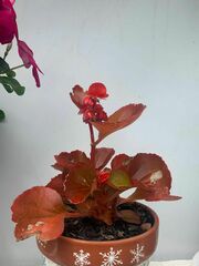 Begonia