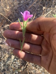Clarkia purpurea