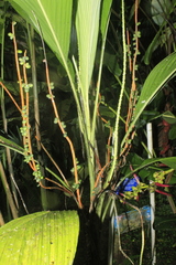 Geonoma poeppigiana
