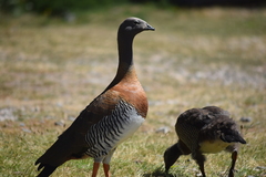 Chloephaga poliocephala