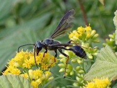 Isodontia