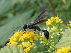 Isodontia