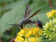 Isodontia