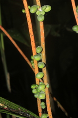 Geonoma poeppigiana
