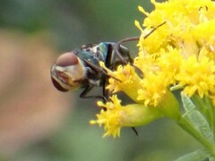 Cochliomyia