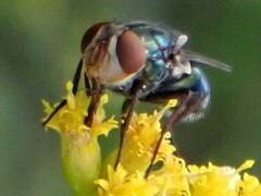 Cochliomyia