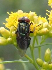 Cochliomyia