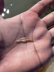 Palaemon kadiakensis