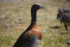 Chloephaga poliocephala