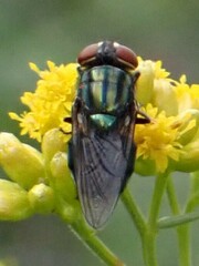 Cochliomyia