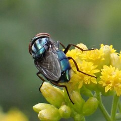 Cochliomyia