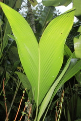 Geonoma poeppigiana