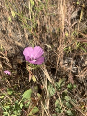 Clarkia dudleyana