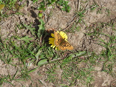 Boloria euphrosyne