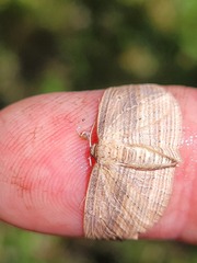Epiphryne verriculata