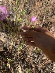 Clarkia dudleyana
