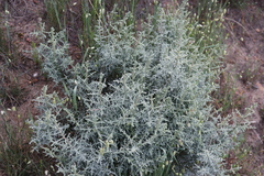 Seriphium cinereum