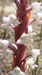 Satyrium acuminatum