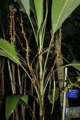 Geonoma poeppigiana