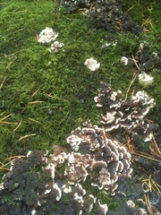 Thelephora terrestris