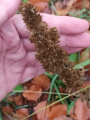 Amaranthus retroflexus