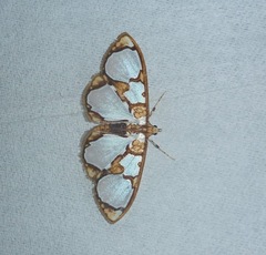 Glyphodes grandisalis