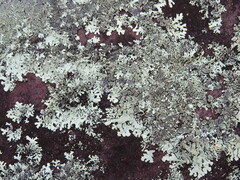 Xanthoparmelia plittii