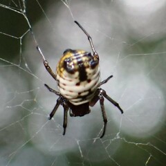Micrathena