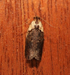 Cryptoptila australana