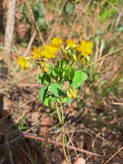 Oxalis