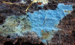 Byssocorticium atrovirens