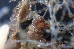 Botryllus schlosseri