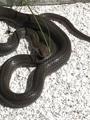 Masticophis mentovarius