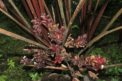 Calathea lutea