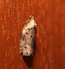 Cryptoptila australana