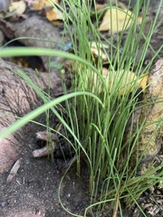 Allium vineale