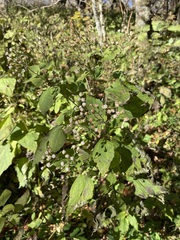 Ageratina roanensis