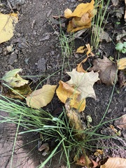 Allium vineale