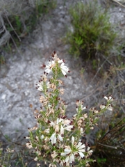 Erica imbricata