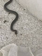 Masticophis mentovarius