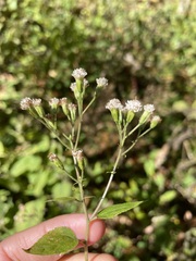 Ageratina roanensis