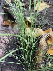 Allium vineale