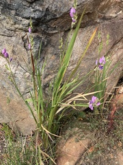 Ixia polystachya