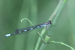 Coenagrion johanssoni