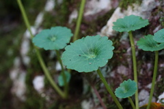 Umbilicus rupestris