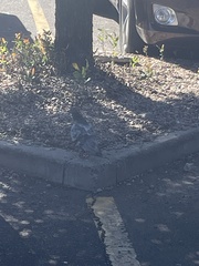 Columba livia domestica