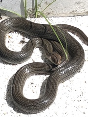 Masticophis mentovarius