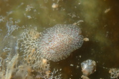 Corambe pacifica